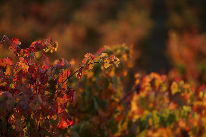 La Ruta del Vino por la Rioja Alavesa